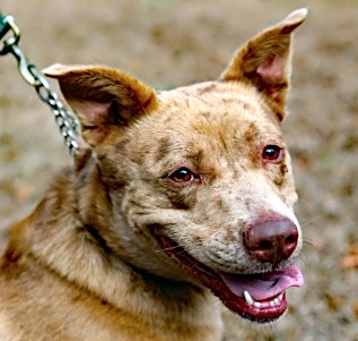 Photo of Cookie