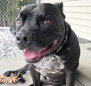 Photo of Drako (courtesy listing)