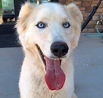 Photo of Loki