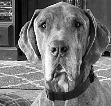Photo of Baloo