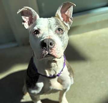 Photo of Kali
