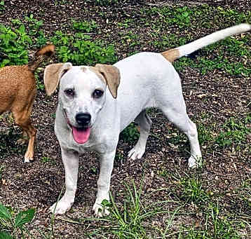 Photo of Willow