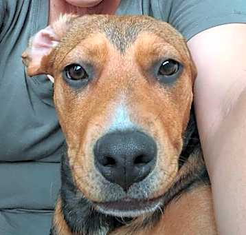 Photo of Clover
