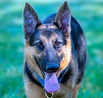 Photo of Ziva
