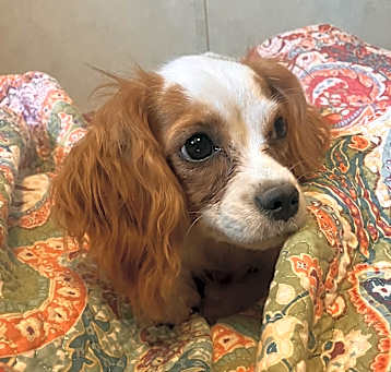 Photo of Lilly