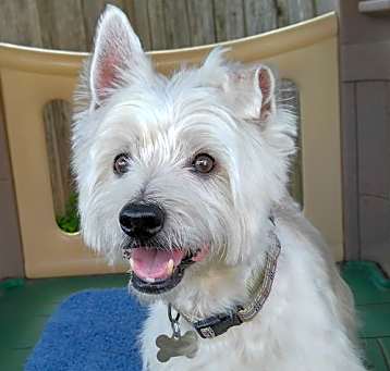 Photo of Max - Rest in Peace