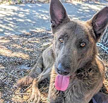 Photo of Homer - Located in Florida