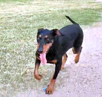 Photo of Roscoe