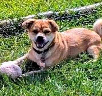Photo of Buddy