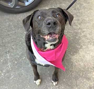 Photo of Victoria - Very Pretty Pup!