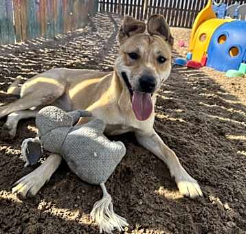 Photo of Pil ***RESCUE CENTER***