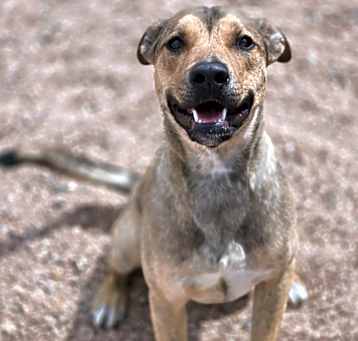 Photo of Pen ***RESCUE CENTER***