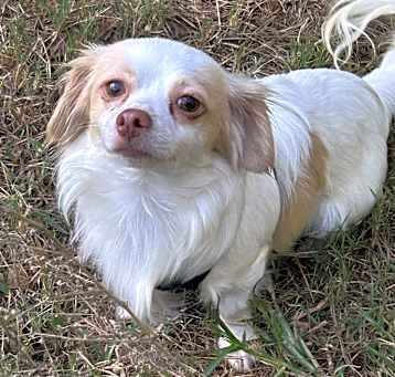 Photo of Pickle