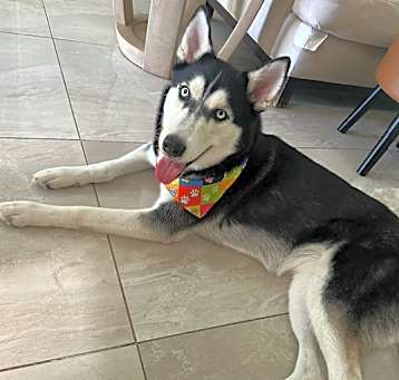 Photo of Luna