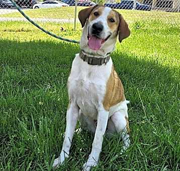 Photo of Juno