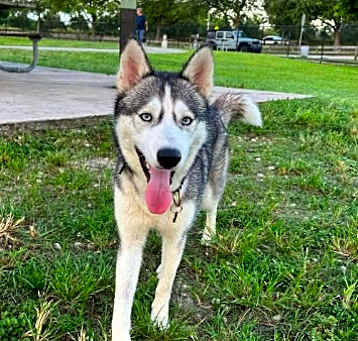 Photo of Sadie