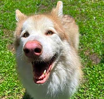Photo of Tyson