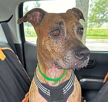 Photo of Sheba