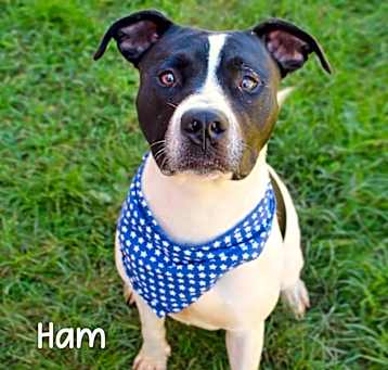 Photo of Ham