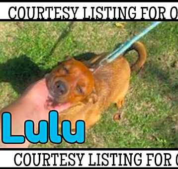 Photo of Lulu -COURTESY LISTING