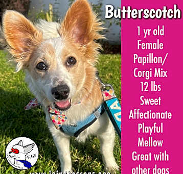 Photo of Butterscotch