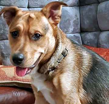 Photo of Dexter