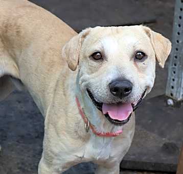 Photo of Roscoe