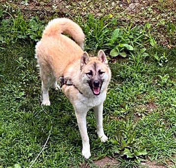 Photo of Asha