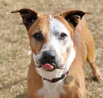 Photo of Rowdy - Foster Needed!