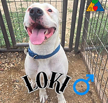 Photo of Loki
