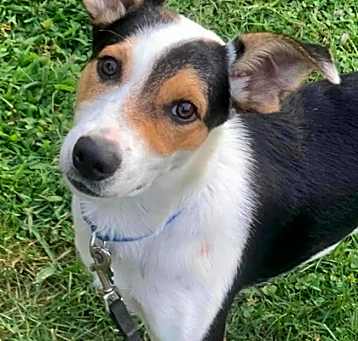 Photo of Cooper