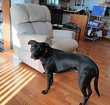Photo of Sadie