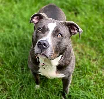 Photo of Dahlia
