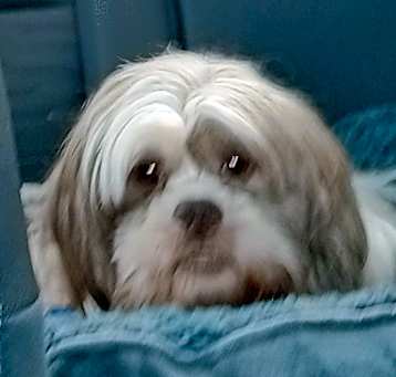 Photo of Gizmo