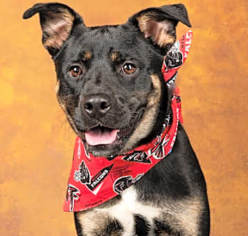 Photo of Bowen