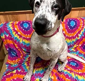 Photo of Tia (Obedience Trained)