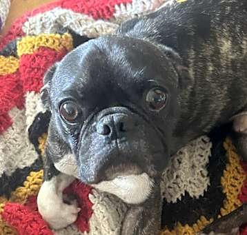 Photo of Frankie