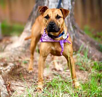 Photo of Scooby Doo
