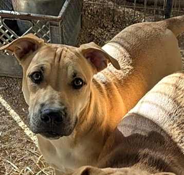 Photo of Wesson