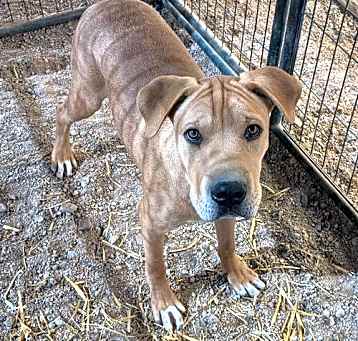 Photo of Remington