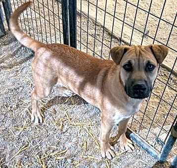 Photo of Mauser