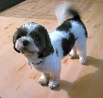 Photo of BOGIE