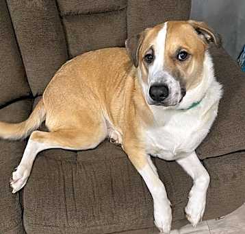 Photo of Whiskey **COURTESY POSTING**