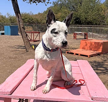 Photo of Jitterbug