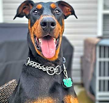 Photo of Ralphie