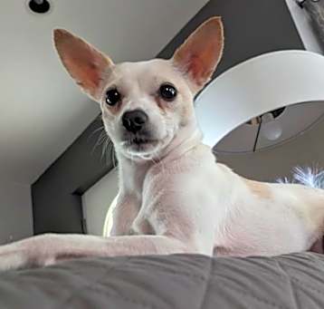 Photo of Panini