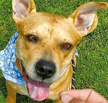Photo of Canelo
