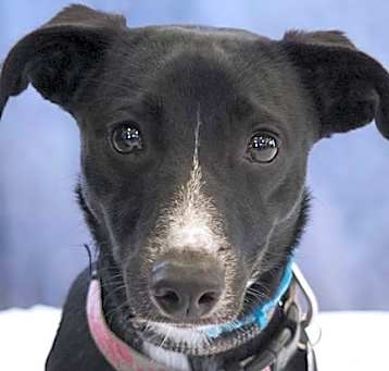 Photo of Chica