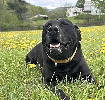 Photo of Dozer