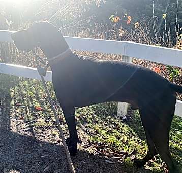 Photo of Oliver